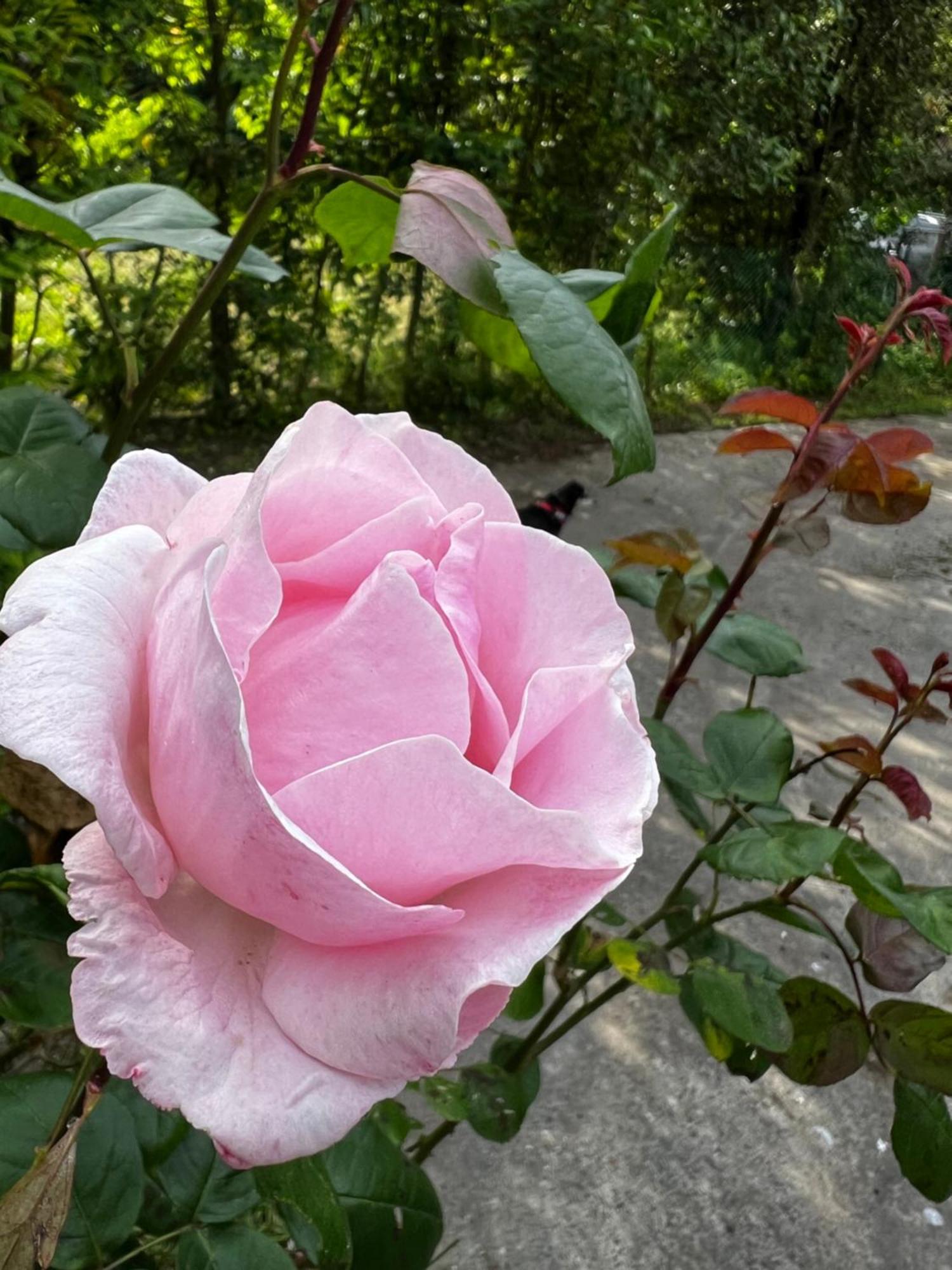 Egles - Con Giardino A *